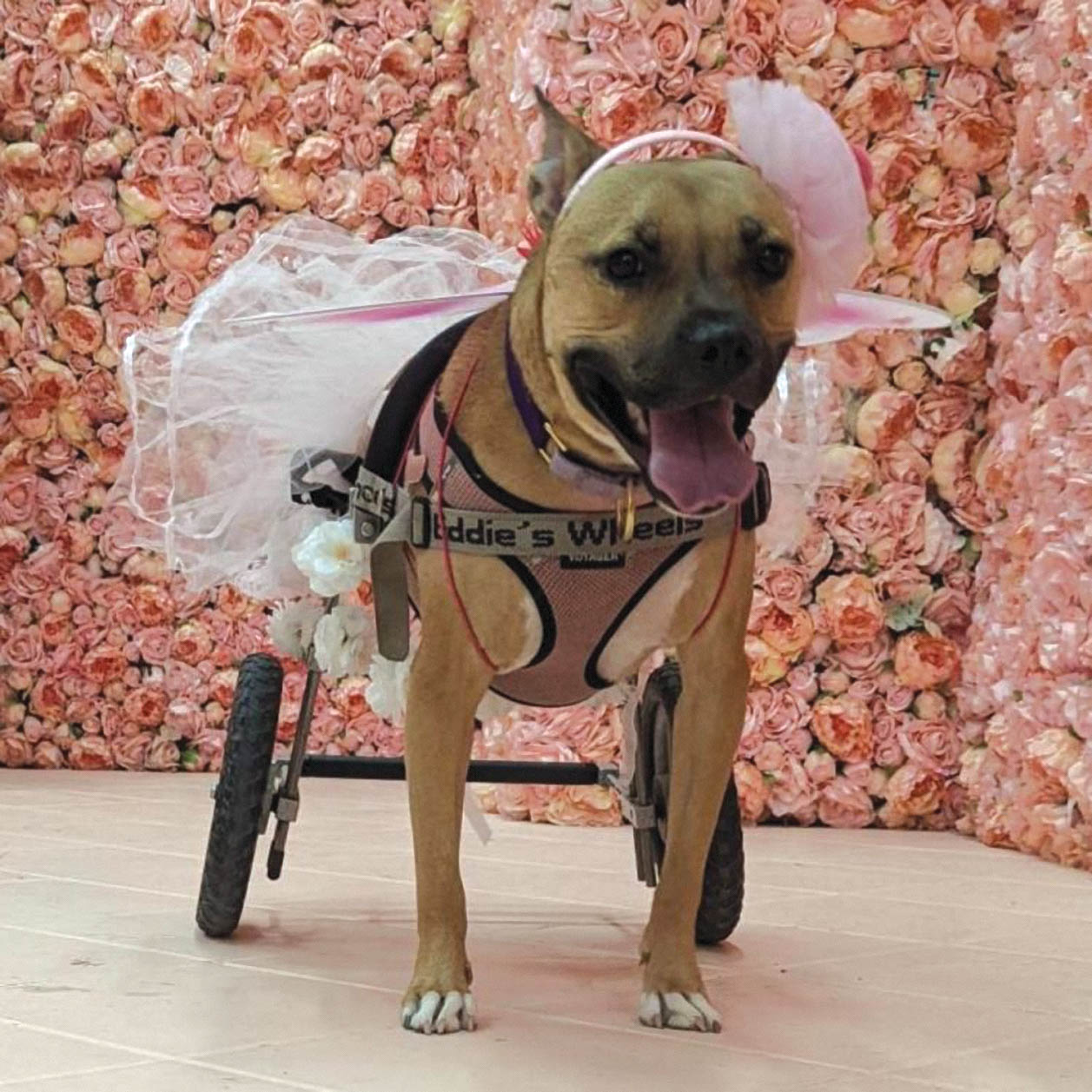 Dog with two legs in a tutu.