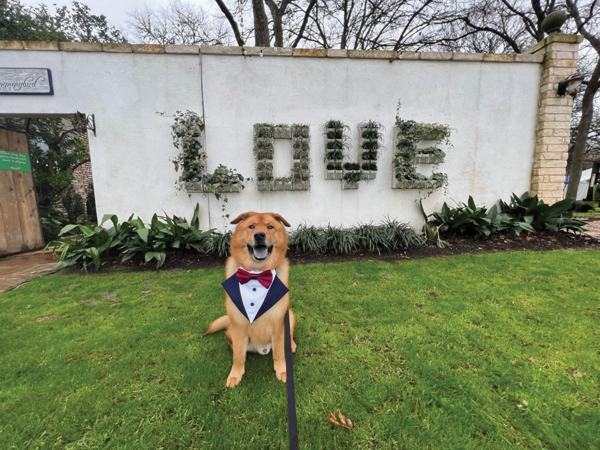 Dog in front of LOVE sign.