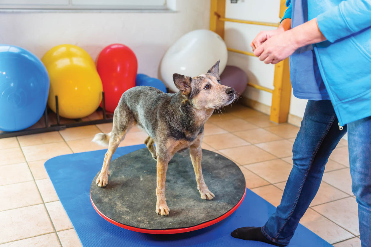 woman works with an Australian Cattledog in a physiotherapy office.