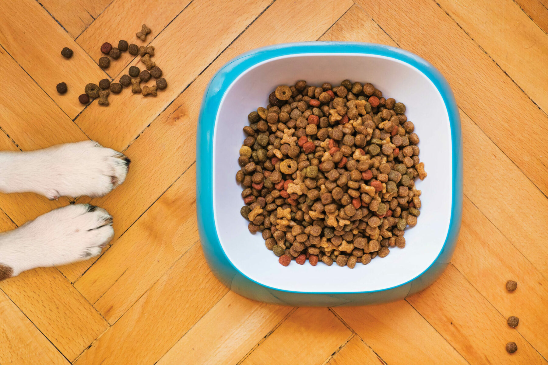 Dog food in dog bowl.