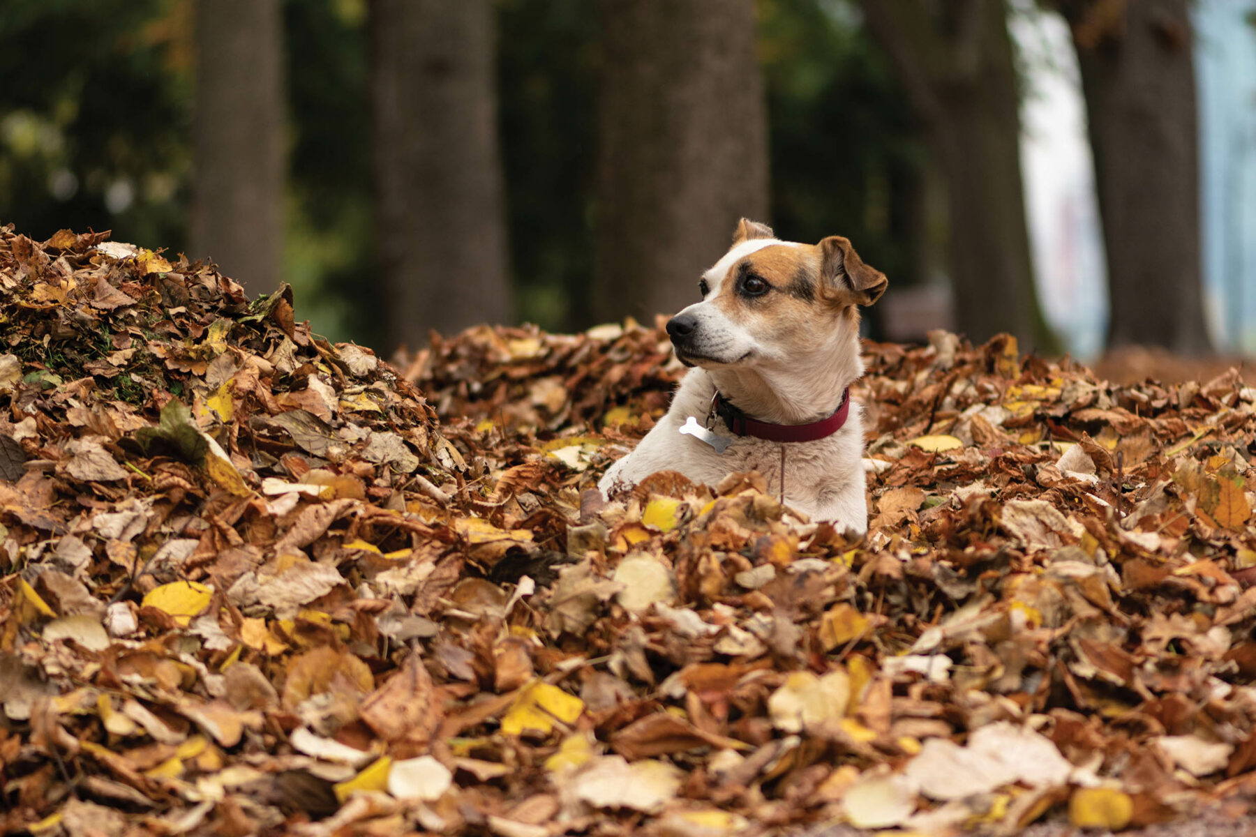 Dog in autumn leaves.