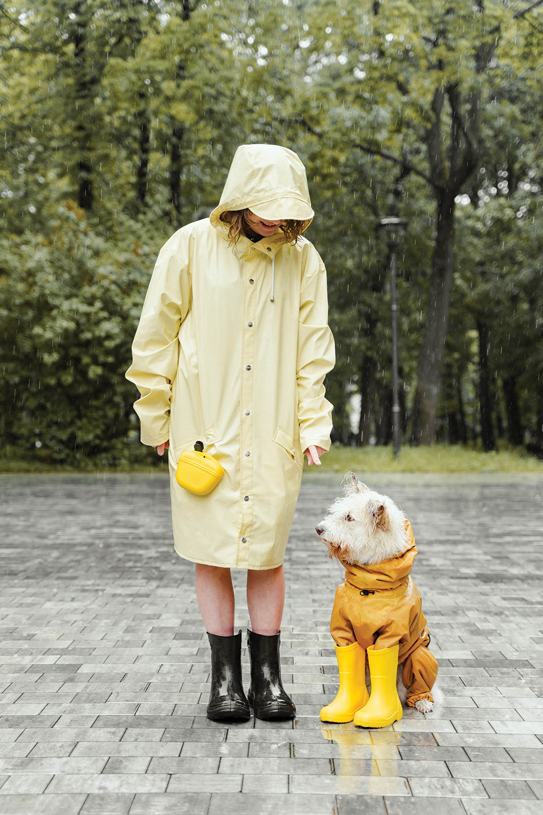 Dog in rain.