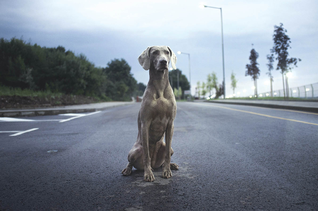 Dog on the street.
