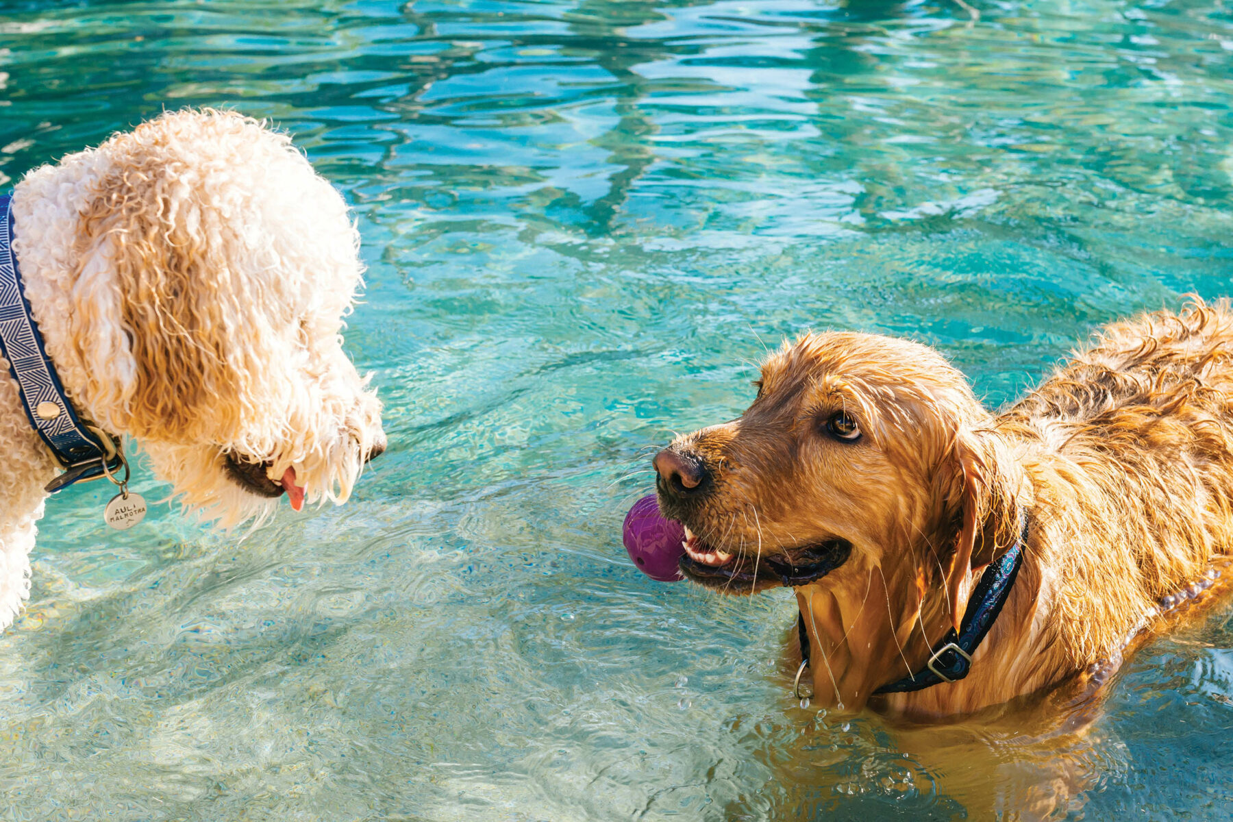 Dog swimming.