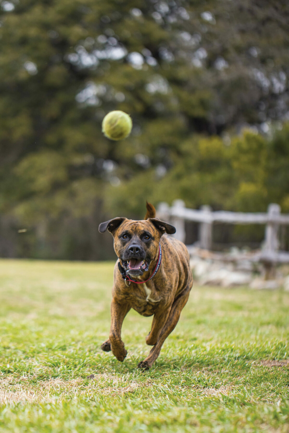 Kanan chasing a ball.