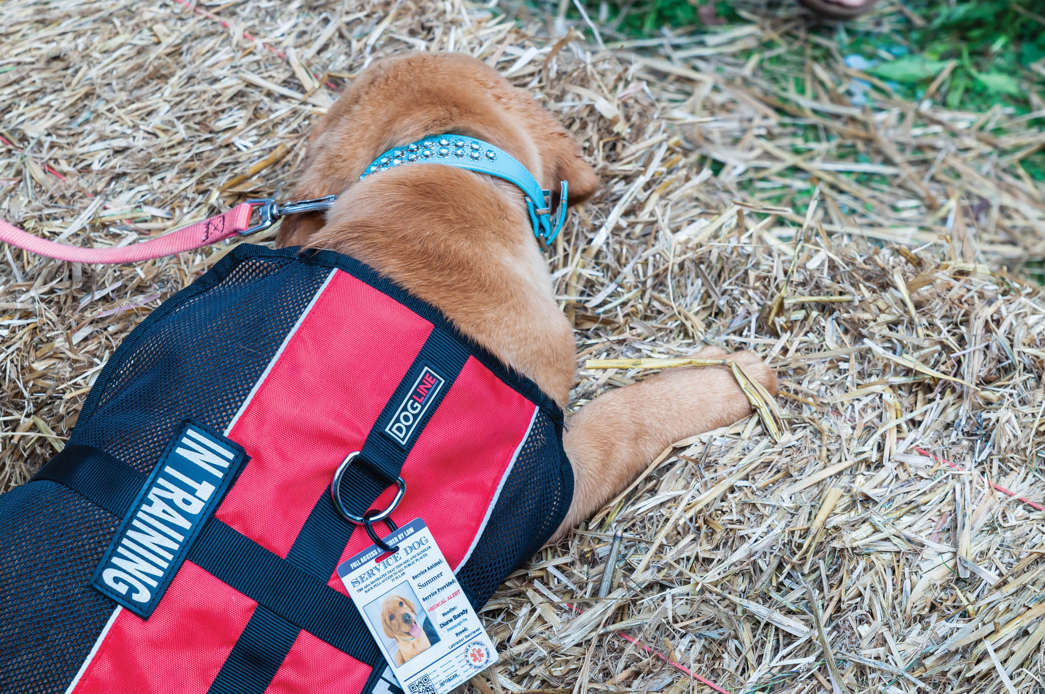 A puppy service dog in training sleeping on a bale of hay in summer time.