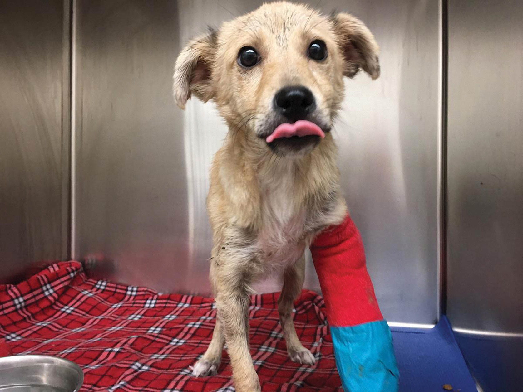 Injured dog with cast.