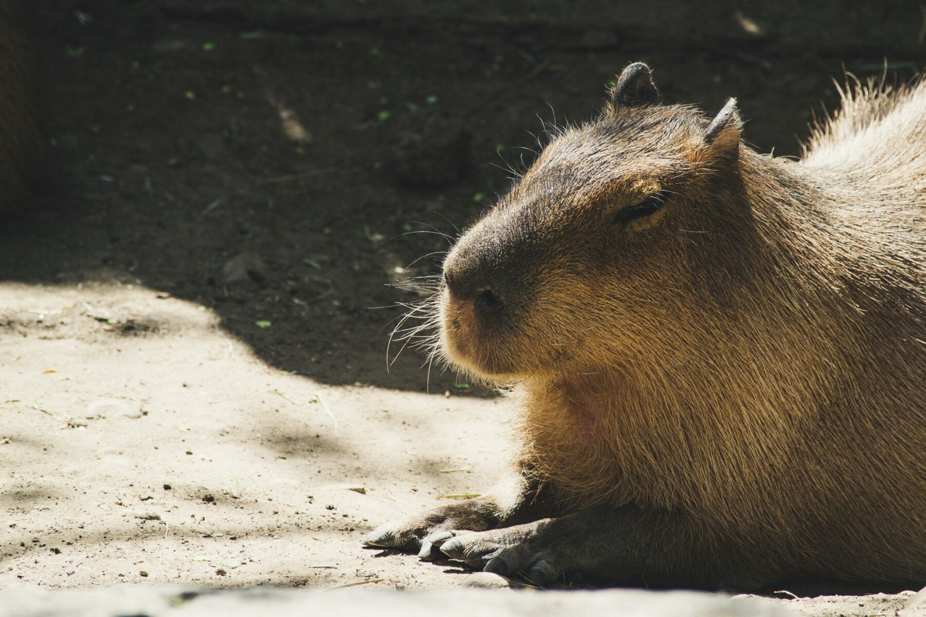 Capybara.