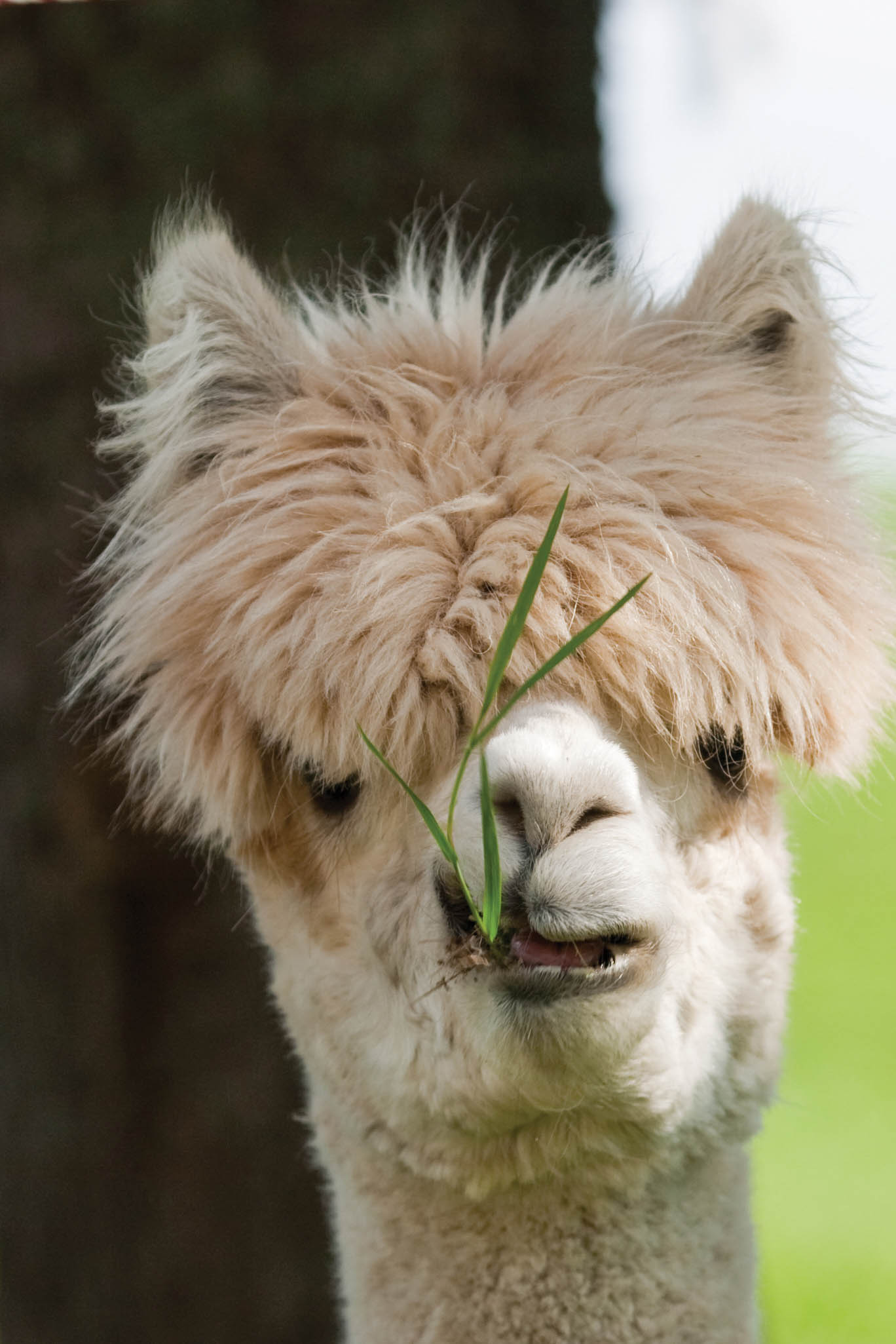 Grass-eating alpaca looks in camera.