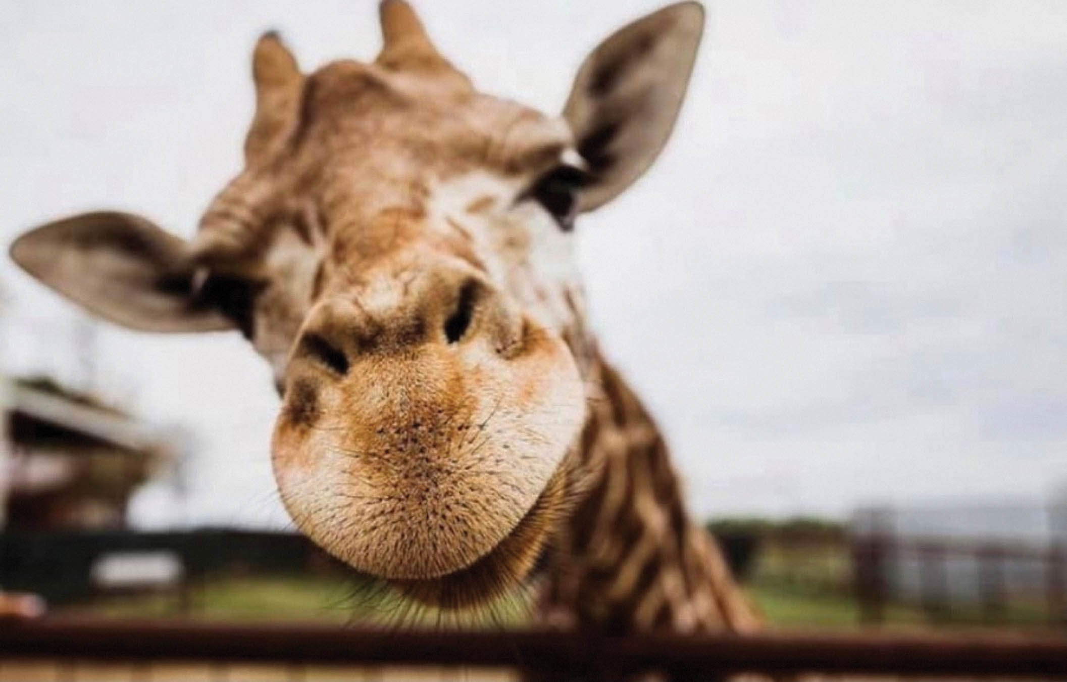 Giraffe close up.