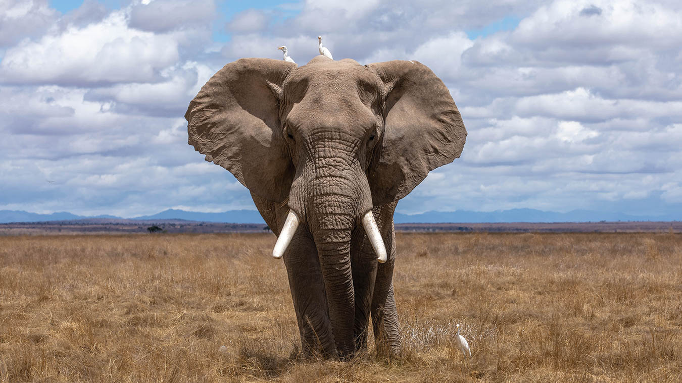 Elephant in the field.