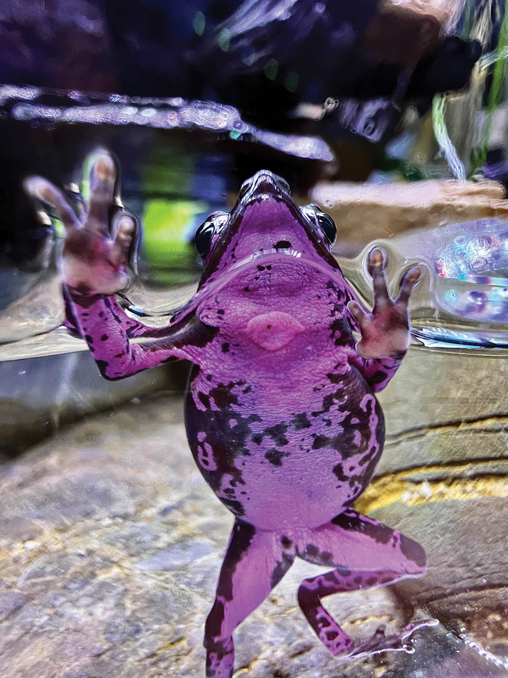 Frog on glass.