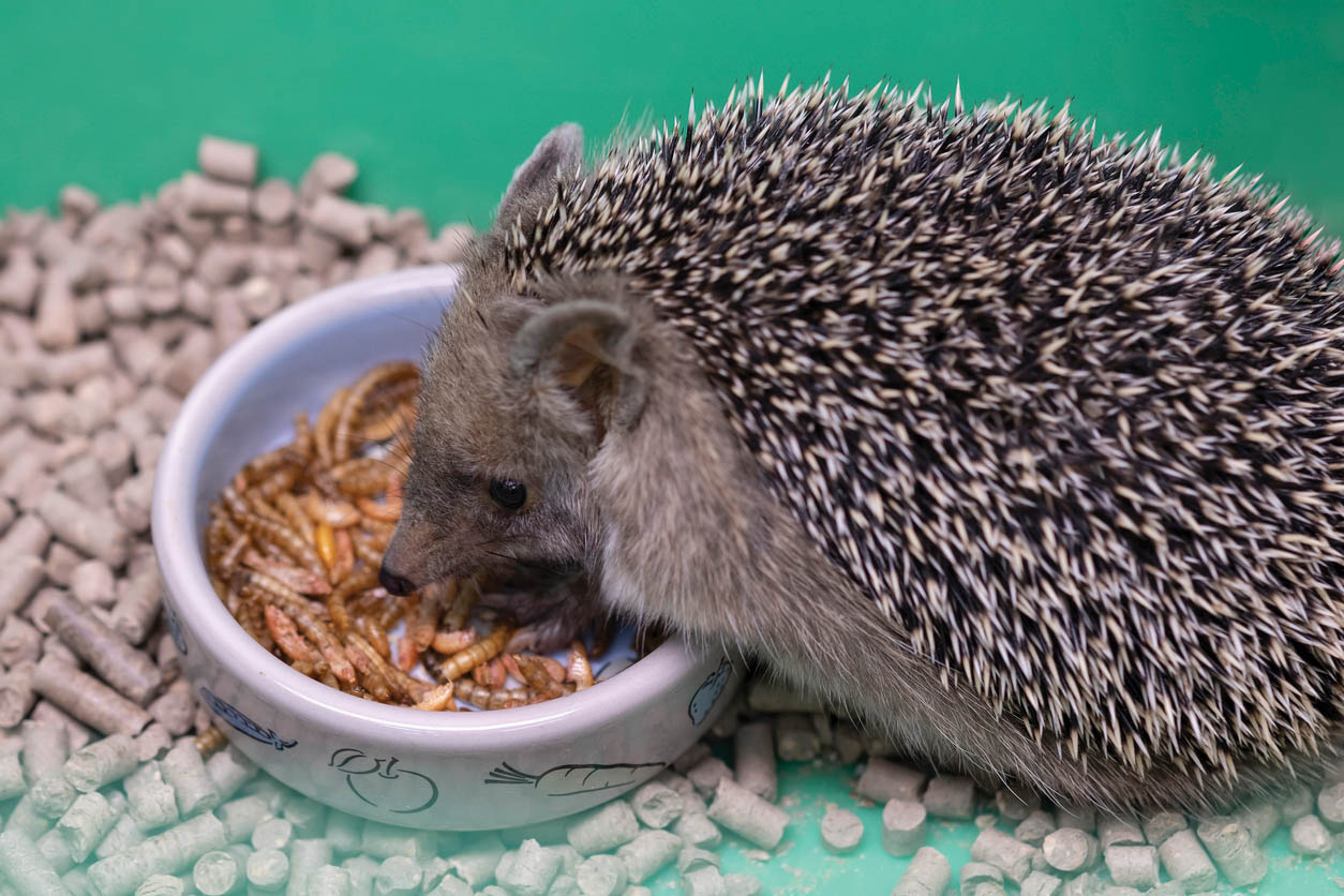 Hedgehog eating food.