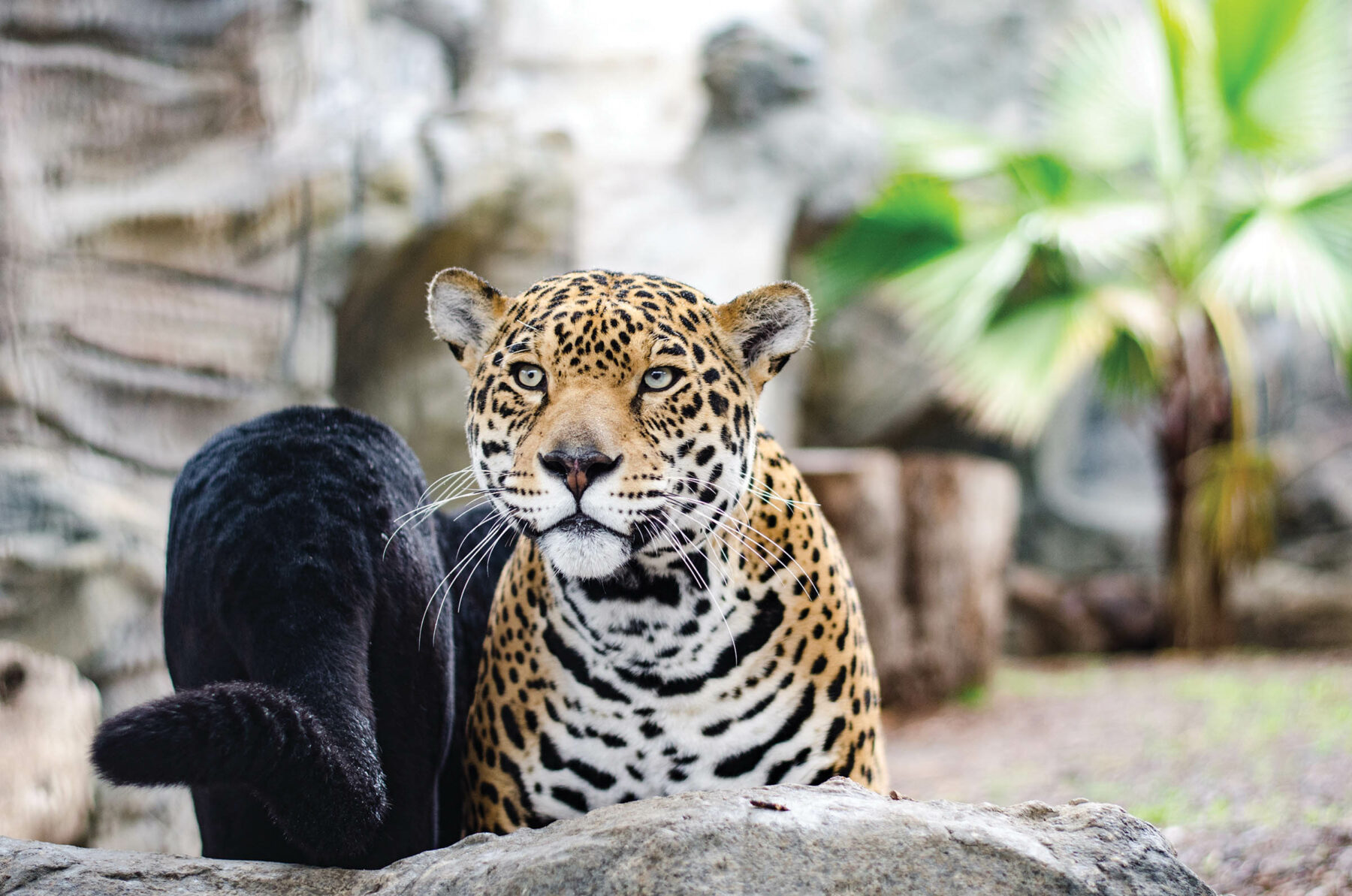 Top 5 Zoo and Safari Experiences in Texas | Austin Fit