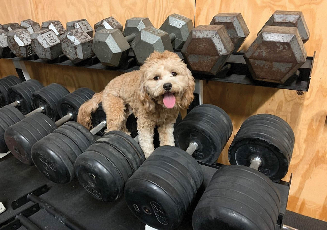 Dog in weights.