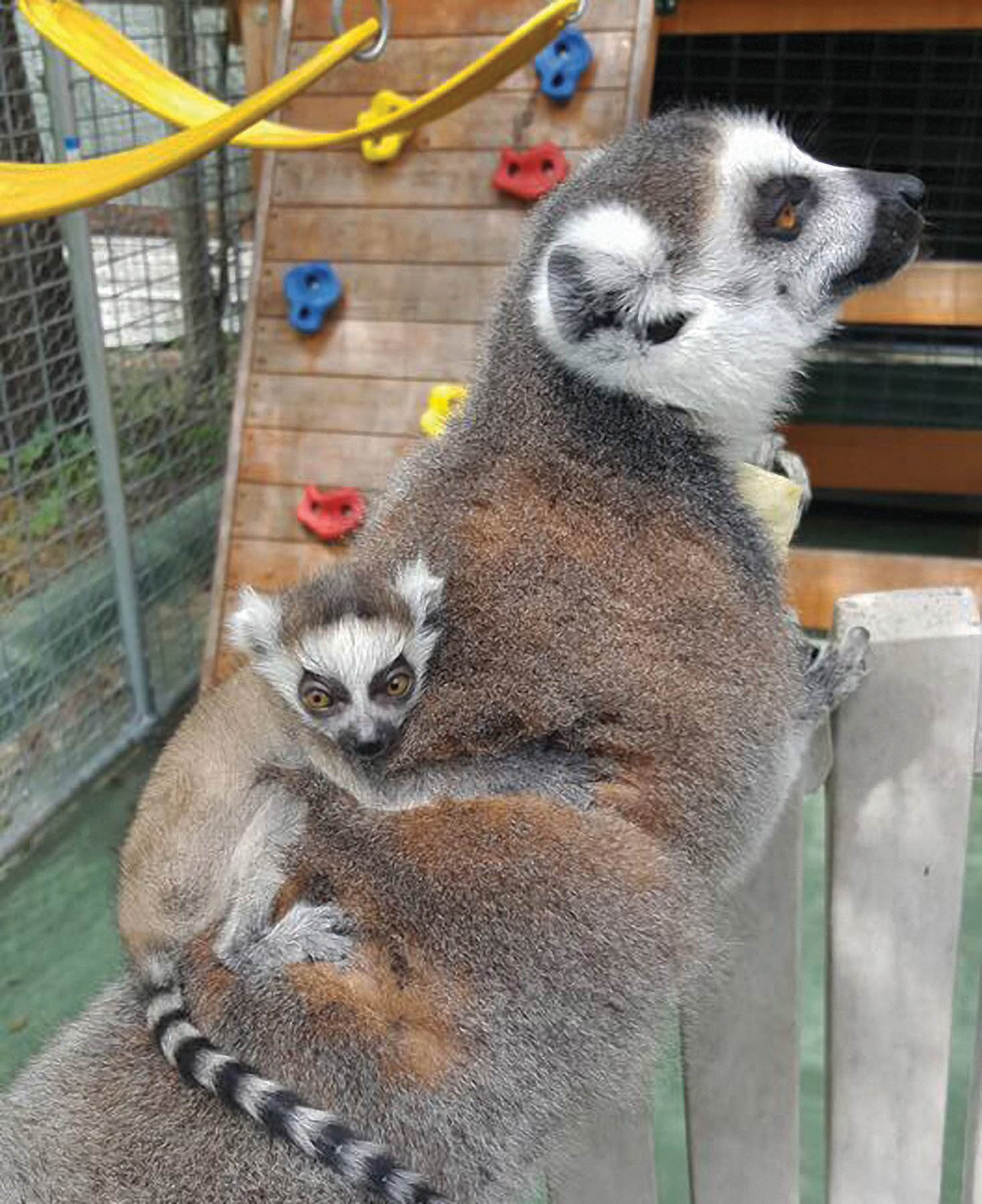 Lemur and baby lemur.