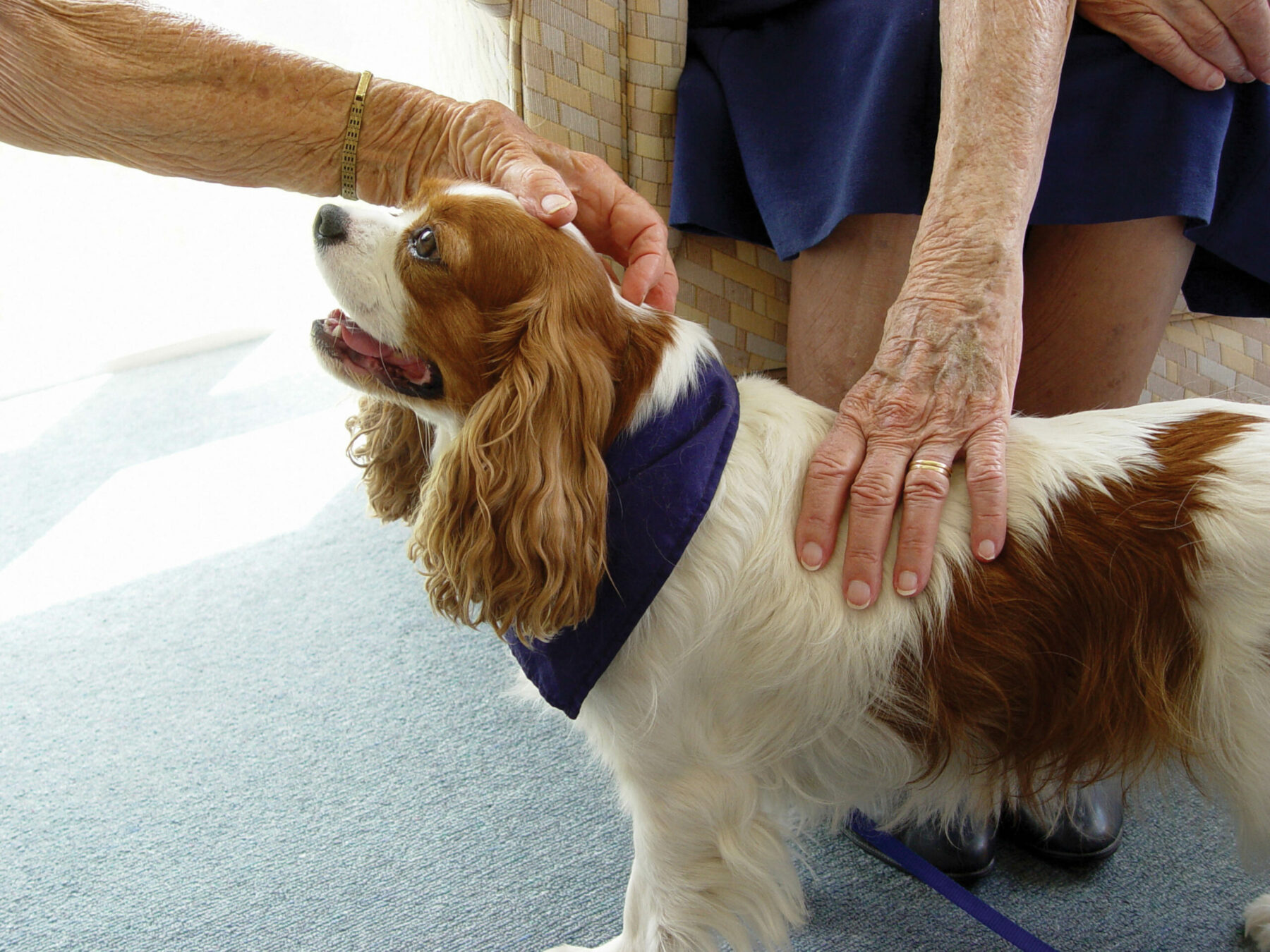 Therapy Pet Pals of Texas Brings Pups to Institutionalized People | Austin  Fit
