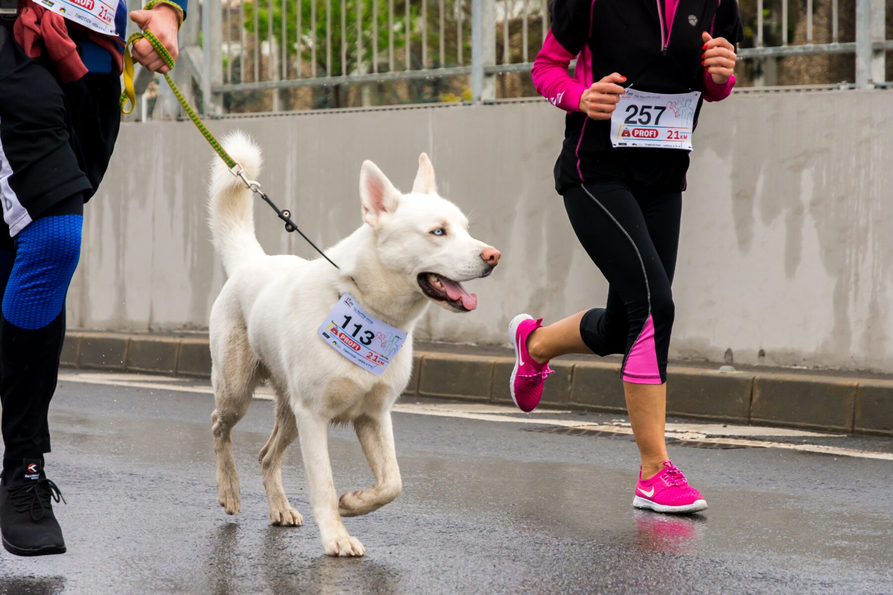 Dog running marathon.
