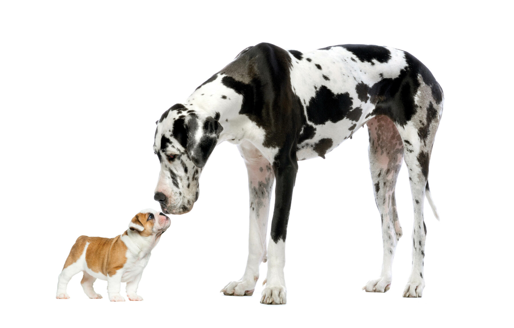 Great Dane looking at a French Bulldog puppy in front of a white background.