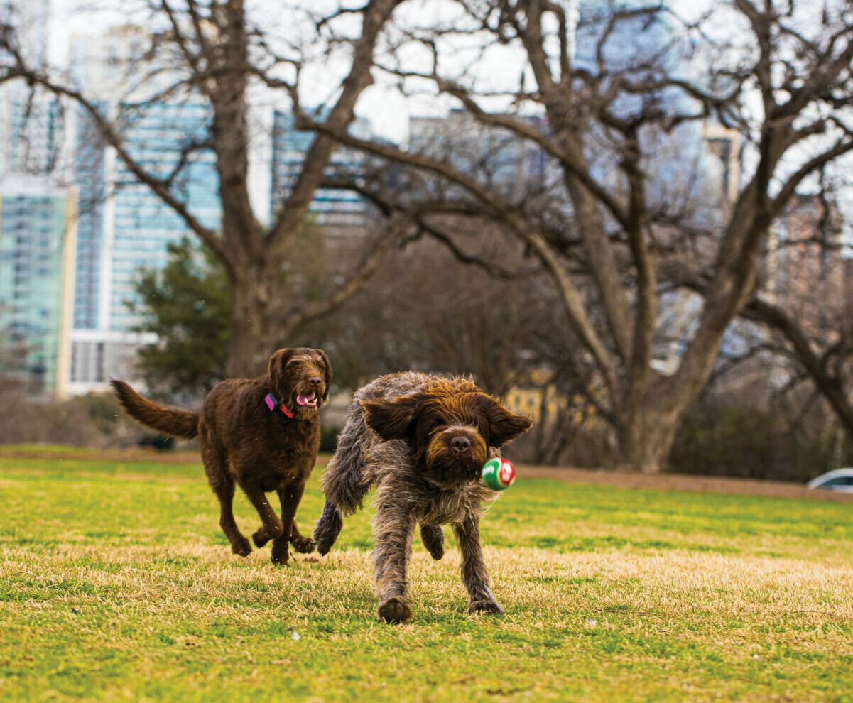 Crosby and Maggie running after a ball.