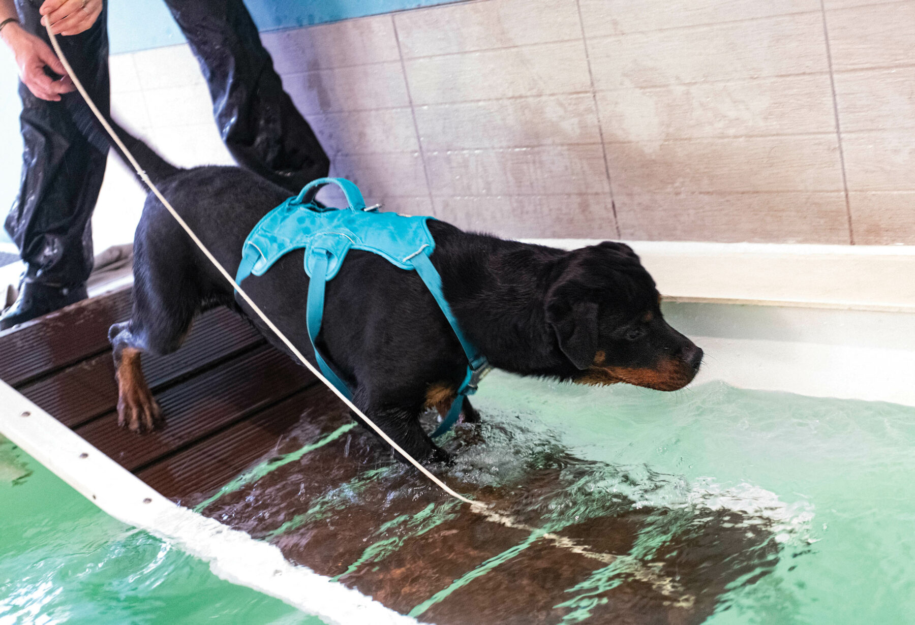 purebred rottweiler swimming in a swimming pool.
