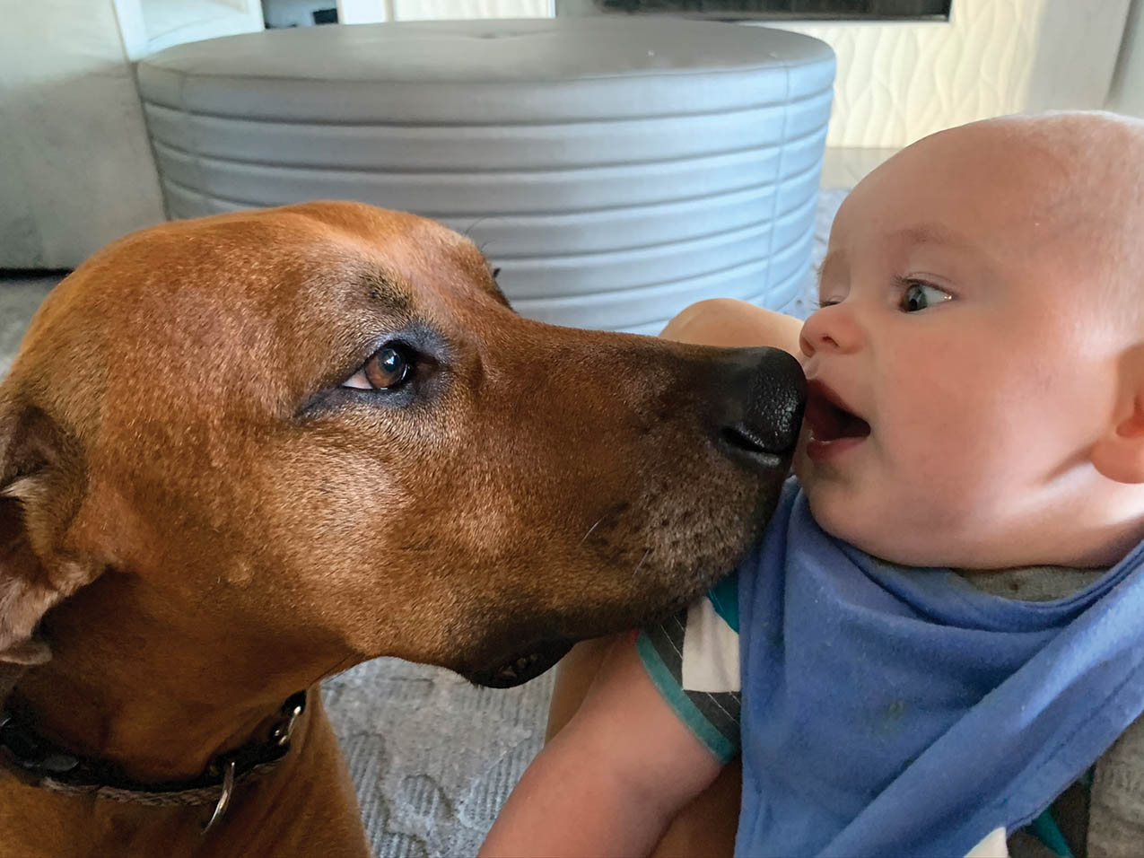 Dog licking baby.