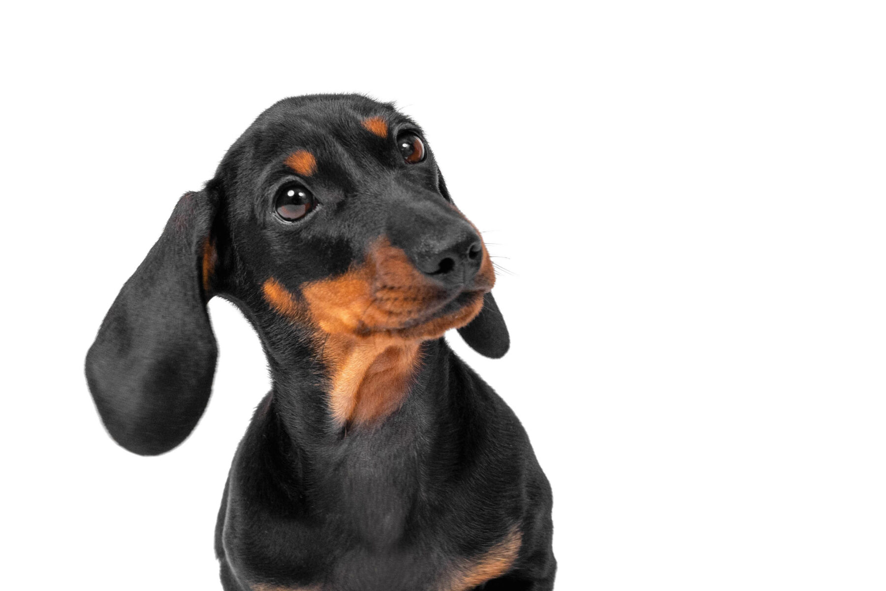 Portrait of adorable dachshund puppy, who obediently sits and listens attentively to someone with its head tilted, funny ear sticking out isolated on white background, front view.