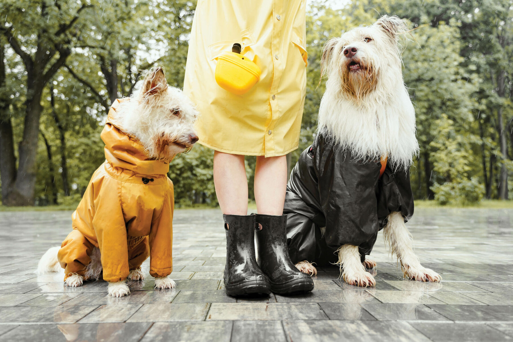 Dogs with owner in the rain.