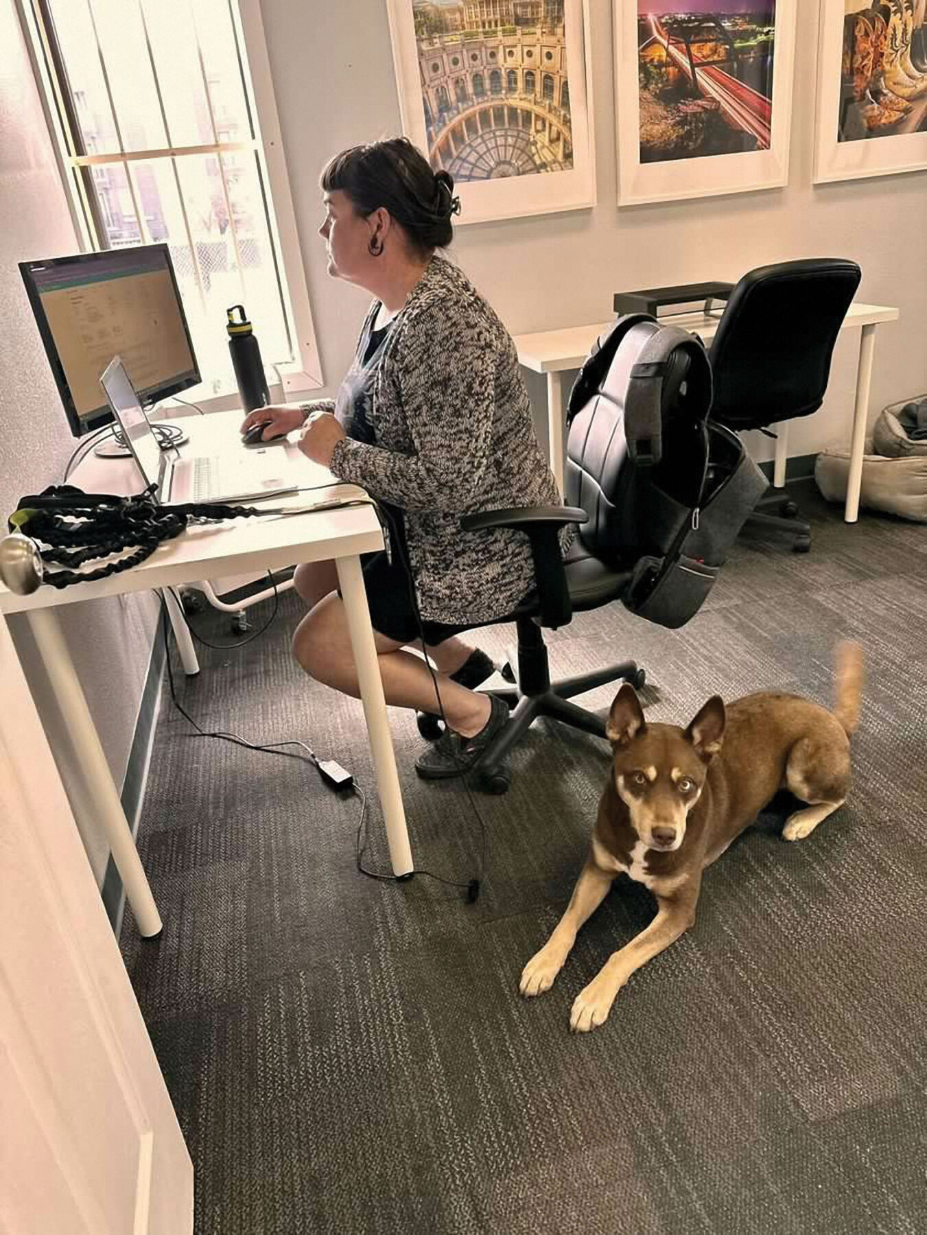 Owner and dog working remotely.