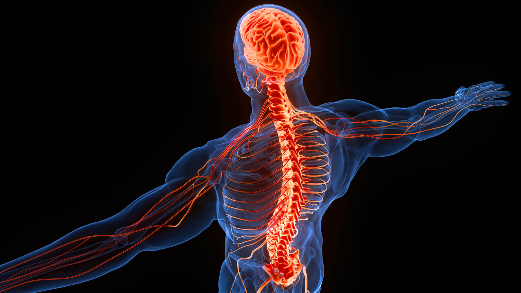Nervous System & Spinal Cord